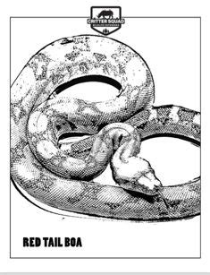 Some of the coloring page names are burmese python coloring at, myanmar map coloring learny kids, ball python drawing at getdrawings, large mandala coloring mandala 132 by, burmese python drawing at getdrawings, large burmese python coloring, large coloring at, python snake drawing at getdrawings, large size alphabet letter the coloring. Burmese Python Coloring Page - C.S.W.D | Snake crafts ...