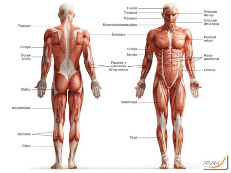 Each muscle has the correct origin and insertion points. muscles torso front female - Google Search | Torso ...