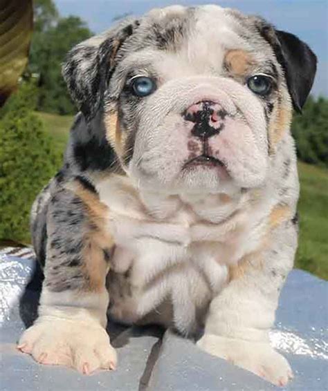 It's free to post an ad. Green and blue eyed English bulldog puppy #buldog ...