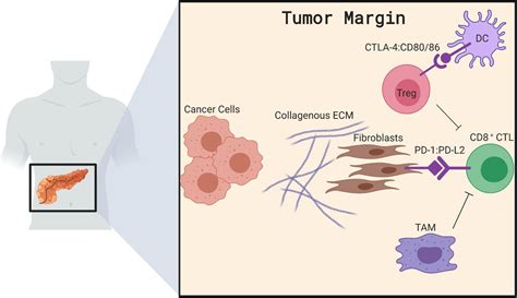 .of stromal slc7a11 expression by the higher average levels of expression in tumour elements. Mirage or long-awaited oasis: reinvigorating T-cell ...