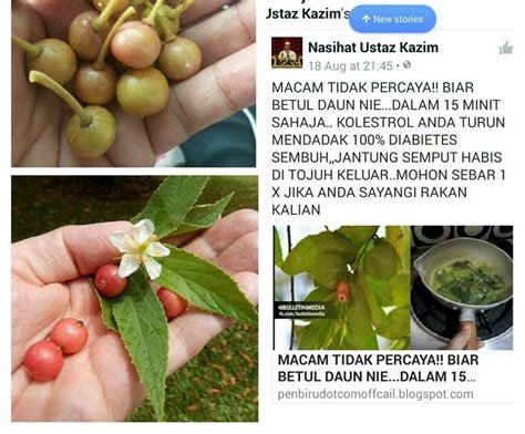 Khasiat daun sirsak untuk kesehatan dapat menyembuhkan bisul. Daun ceri ajaib sukar dipercayai?