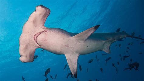 Because their feeding habits involve biting things with a great deal of force, losing teeth is common. Hammerhead Shark