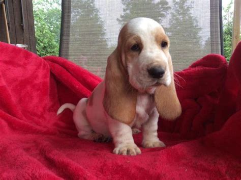 Basset hound puppies have an average cost that starts at $600. Basset Hound Puppies for Sale in King, North Carolina Classified | AmericanListed.com
