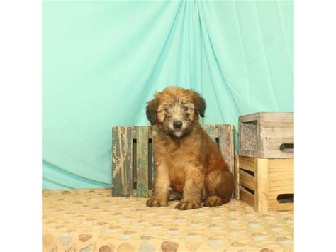 Only one claim form per pet. Soft Coated Wheaten Terrier-DOG-Female-Wheaten-2696234 ...