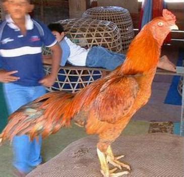 Jenis ayam sangatlah beragam, ada yang khusus potong, ayam hias, maupun ayam untuk diadu. WEBSITE PENGHOBI AYAM: Jenis - Jenis Ayam Petarung Di Asia ...