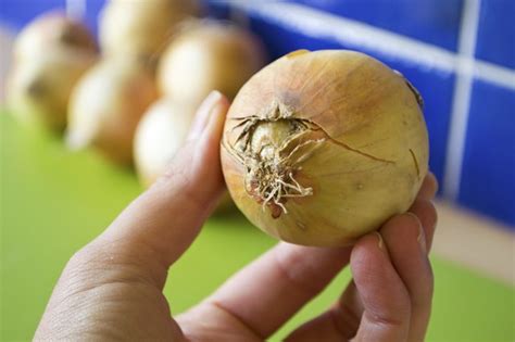 There may still be toxins left in the meat. How to Tell If an Onion Is Bad | LEAFtv