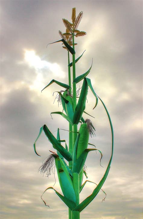 Find another word for stalk. Giant Corn Stalk in Taber, Alberta
