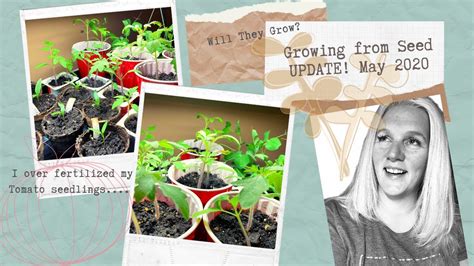 How big should tomato seedlings be before transplanting them to the garden? I over fertilized my Tomato seedlings! Growing from Seed ...