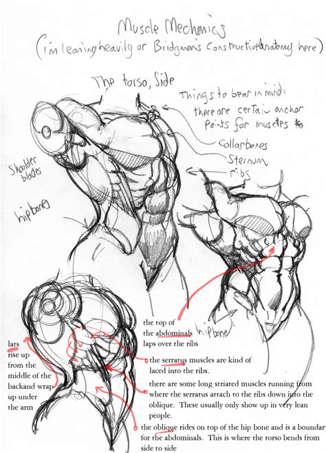 'observational anatomy' torso reference from blank space's anatomy drink and draw workshop, 22/4/2014. anatomy: torso by Jebriodo on DeviantArt