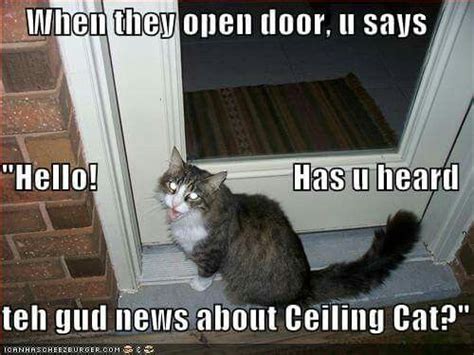 Iwas wonderin' if you had some time to talk about ceiling cat? Pin by Sara Smith on Basement Cat and Ceiling Cat | Cats ...