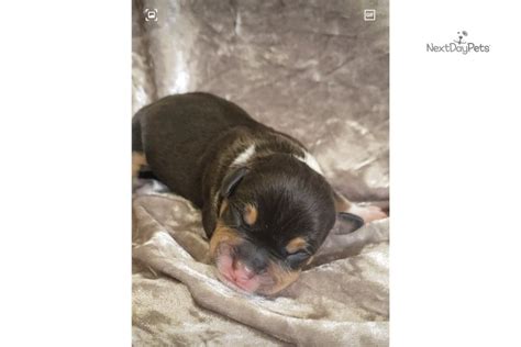 But their products are easily available in other large online retail websites like. Lady: American Bully puppy for sale near Ocala, Florida ...