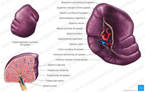 It consists of two parts, a. Spleen: Anatomy, location and functions | Kenhub