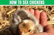 chickens rooster hen determine sexing ways