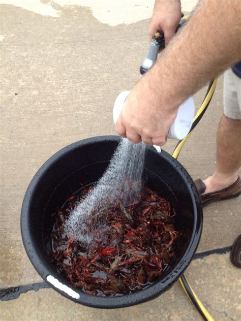 We recommend submerging the sack in fresh water multiple times until used water is clear. How to make 200lbs of crawfish for 75+ family & friends ...