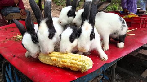 Rabbits are natural foragers, so they. Can Rabbits Eat Corn - Where Are Polynomials Used In Real Life