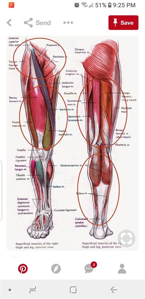 Sura, plural calves) is the back portion of the lower leg in human anatomy. Pin by Megan Walley on Medical-Muscles | Leg muscles ...