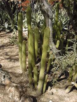 It has a columnar habit. Golden Torch Cereus