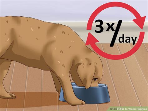 Puppies that are weaned and separated too early are the most likely to have behavioral problems including separation anxiety and dominance issues. How to Wean Puppies: 10 Steps (with Pictures) - wikiHow