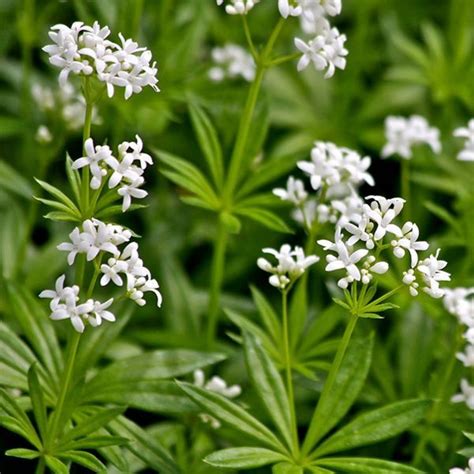 We did not find results for: Sweet Woodruff ground cover | Sweet woodruff, Ground cover ...