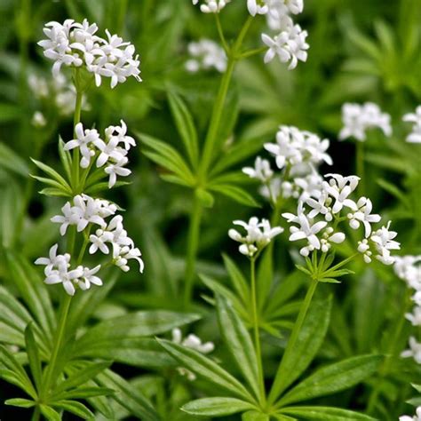 Sprinkle the seeds on the ground, cover them with a thin layer of peat moss and sweet woodruff seeds need a cold period in order to germinate properly. Sweet Woodruff ground cover | Sweet woodruff, Ground cover ...