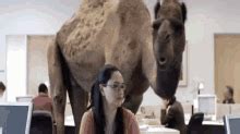 Geico camel‏ @geicocamel 11 сент. Hump Day Camel GIFs | Tenor