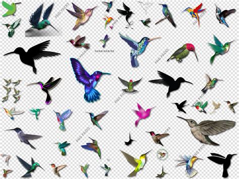 Income inequality in the united states is the extent to which income is distributed in differing amounts among the american population. Hummingbird PNG Pack Images ZIP File Download - PNG Packs