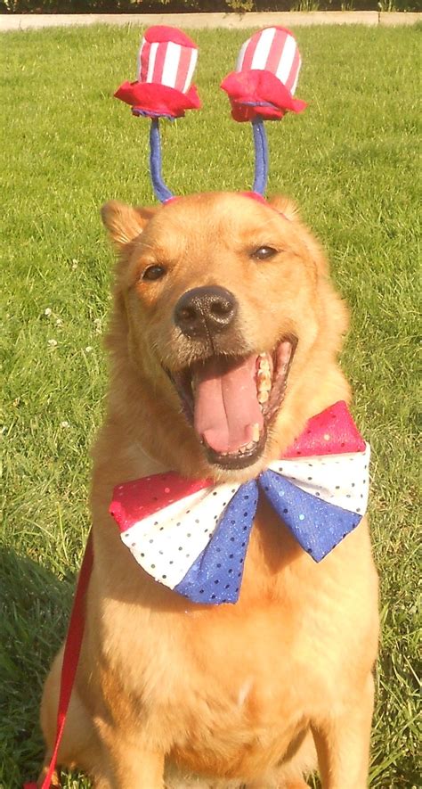 Fourth of july dog 30099 gifs. Our patriotic pets enjoyed their 4th of July party! (With images) | Patriotic pets, Pets, 4th of ...