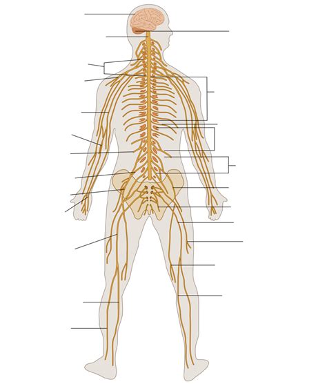 In this video we explore the organization of the nervous system, and its division into the central nervous system and peripheral nervous system. File:TE-Nervous system diagram unlabeled.svg - Wikipedia