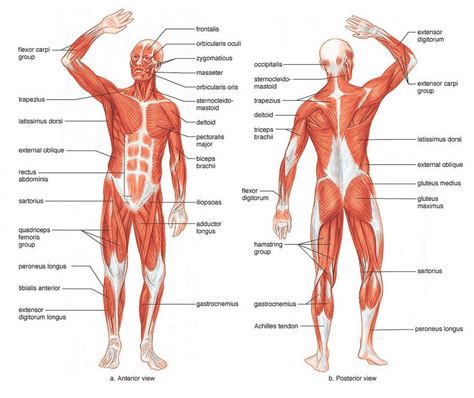 As the sets and reps stack up, expect to set your the combination of compound moves, where you're using more than one muscle group to lift the weight, makes this a killer circuit for burning fat. Human+Anatomy+Muscle+Diagram.jpg (1066×896) | Human body ...