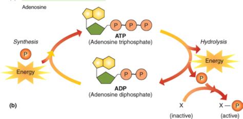 This atp, however, serves the purpose all atp does in the body: Is Gluecose A Product Of Photosynthesis Is Used To ...