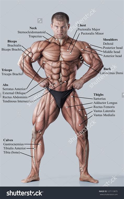 Discover the muscle anatomy of every muscle group in the human body. Pin by Luis Castle on Male Anatomy | Muscle anatomy ...