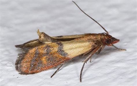 This gives them a safe place to lay their eggs, giving their offspring the best chance of survival. Montgomery Homeowners' Guide To The Indian Meal Moth