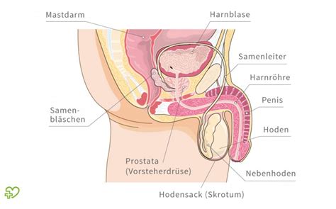 Bei den geschlechtsorganen (genitalien) werden äussere und innere geschlechtsorgane unterschieden. Männliche Geschlechtsorgane - Anatomie des Mannes - Onmeda.de