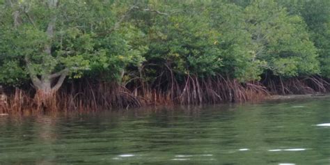 Semua halaman dengan judul mengandung kata akar tunjang. Akar Tunjang dan Akar Nafas Tumbuhan Mangrove