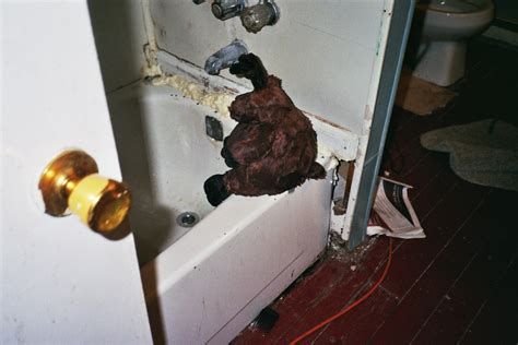 Jemanden in den/zum selbstmord treiben. wet moose contemplating suicide by bathtub electrocution b ...