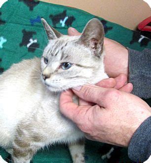 The cats we rescue come in all colors, sizes and ages. Olney, IL - Siamese. Meet Silva, a cat for adoption. http ...