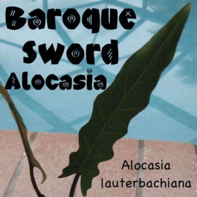 Be the first to review this product. Polynesian Produce Stand : LIVE BAROQUE SWORD ELEPHANT EAR ...