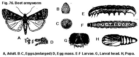 Discovery and development cycles are long and uncertain, and. Caterpillars Found on Flowers and Foliage | NC State ...