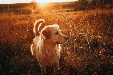 In terms of size, though, golden retrievers are larger than dobermans, thus possibly making them stronger than a doberman. The Best Golden Retriever Toys For Chewing - Best ...