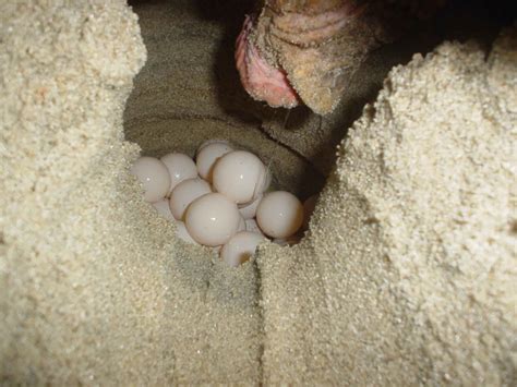 En hissig svart hoggorm, egg hos en rugende kvitkinngås (de er store!) og mor kom trygt tilbake da vi padlet videre. File:Loggerhead turtle eggs.jpg - Wikimedia Commons