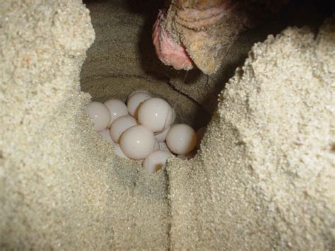 Hoggormen livnærer seg på smågnagere, firfisler og andre smådyr. File:Loggerhead turtle eggs.jpg - Wikimedia Commons