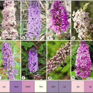 Butterfly bush is a magnet to pollinators, but many forms are dangerously invasive if not controlled. (PDF) Inflorescence scent, color, and nectar properties of ...