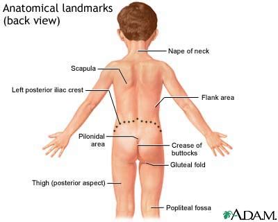 This article explains the various anatomical terms of motion and provides examples of each type of anatomical movement (flexion, extension, abduction etc). Anatomical landmarks - back view | Lima Memorial Health System