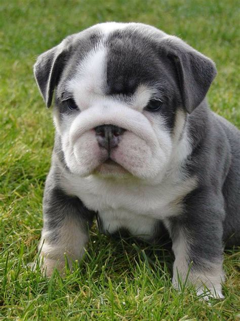 Find your new companion at nextdaypets.com. Grey-Blue English Bulldog, Gimme ️ | Animal Friends ...