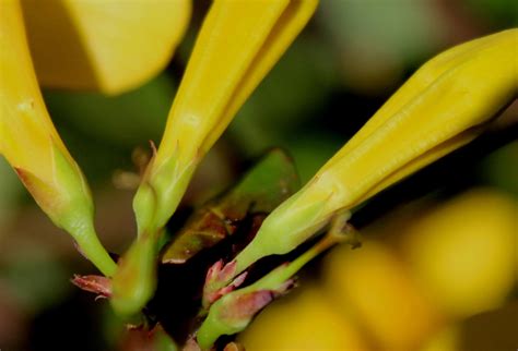 Unlike peach and plum seeds, which contain cyanide, the seeds of the persimmon are not poisonous. Gelsemium rankinii (Swamp Jasmine, Swamp Yellow Jessamine ...