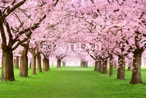 Alberi di primavera con fiori rosaarboles con flores fotografie. Alberi Fiori Rosa - Prunus Ciliegio Da Fiore Alberi Della ...