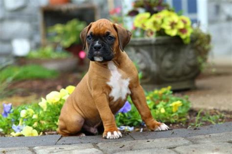 If you do decide to change their food, do so in a gradual manner. How much does it cost to keep a boxer dog?
