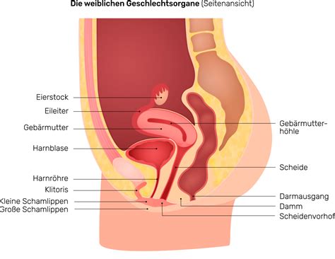 Männer und frauen haben jeweils unterschiedliche geschlechtsorgane. Der weibliche Intimbereich: Vulva und Vagina sind nicht ...