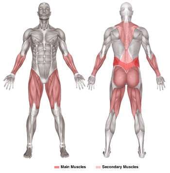The latissimus dorsi originates from the lower part of the back, where it covers a wide area. What Muscle Groups Do Deadlifts Work? - 5 Tried and True ...