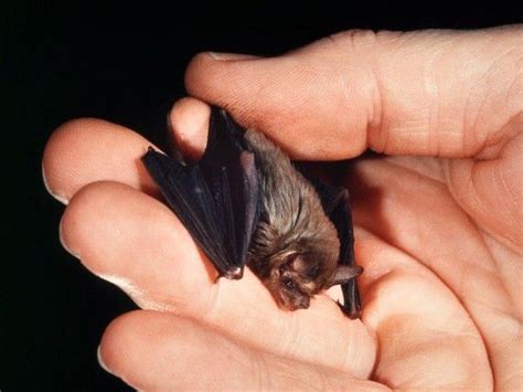 It occurs in western thailand and southeast burma. Smallest mammal. The Kitti's hog-nosed bat (Craseonycteris ...